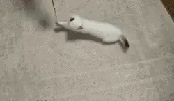 catbump.webp