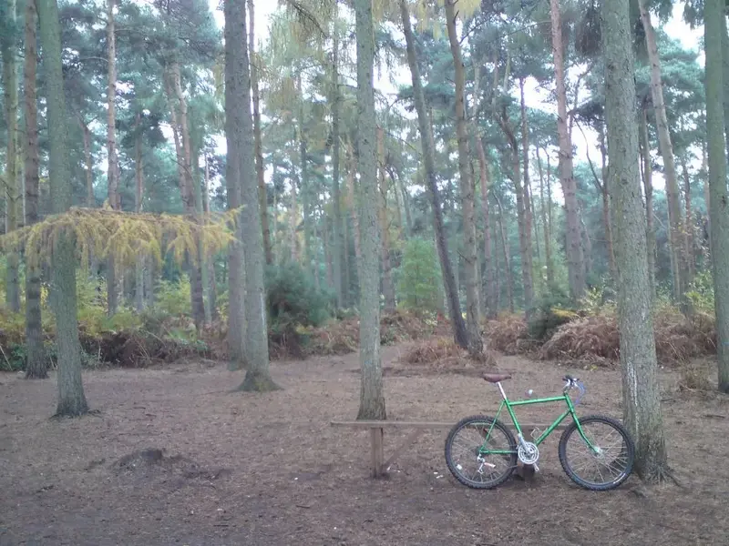trees and a bike.webp