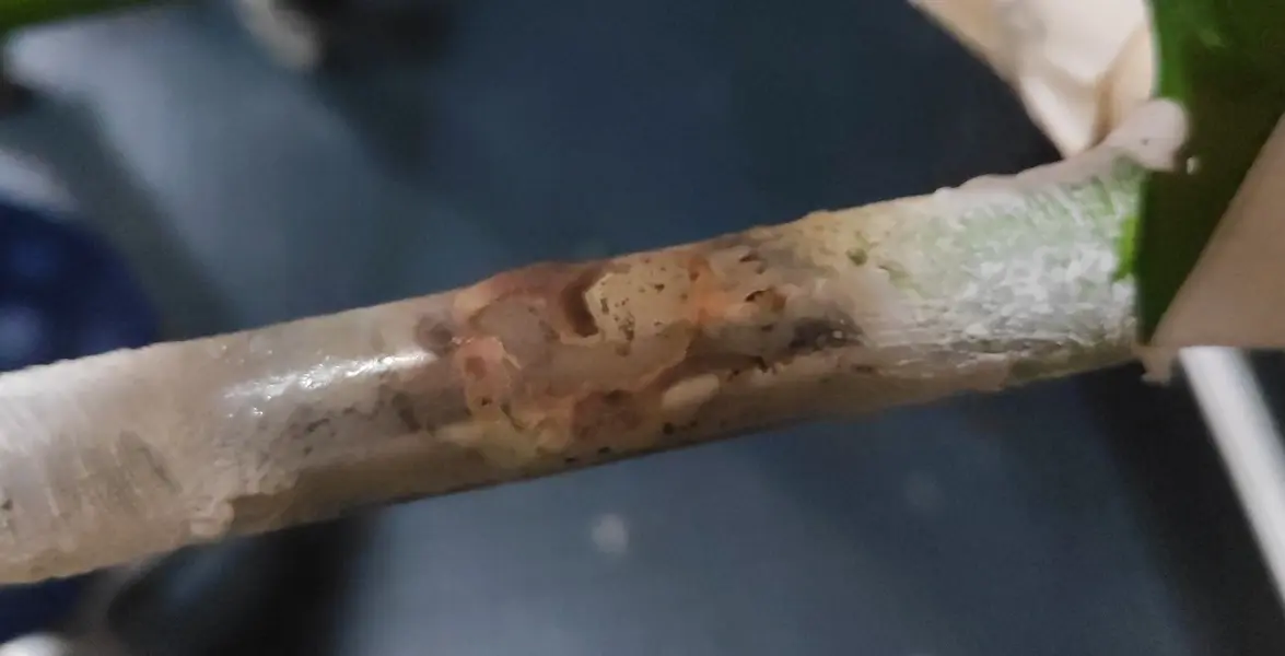 Soldered up.jpg