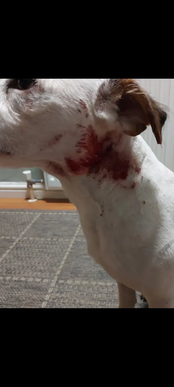 Screenshot_20240601_120242_Gallery.webp