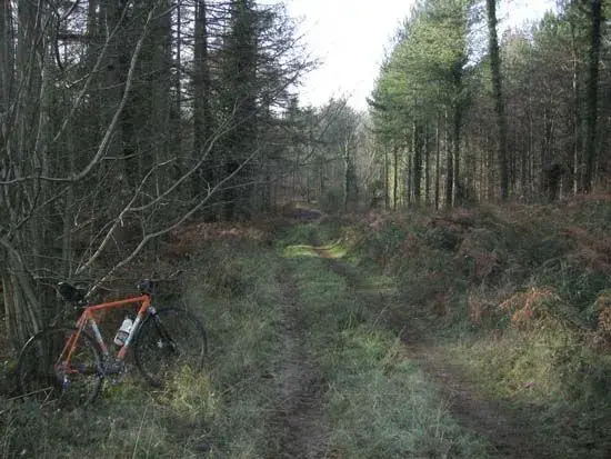 Woods.webp