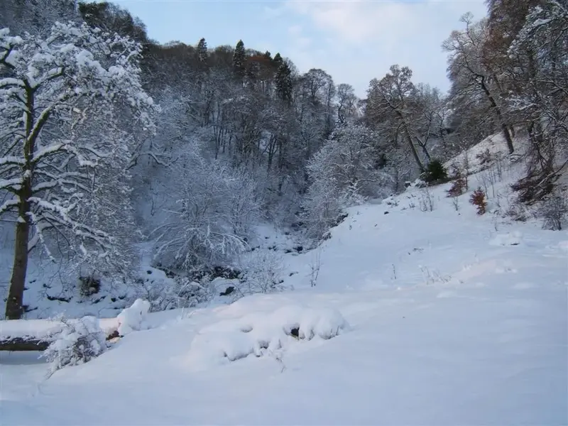 Campsie Glen.webp