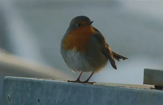 Ireland Birds 039 (Small).webp