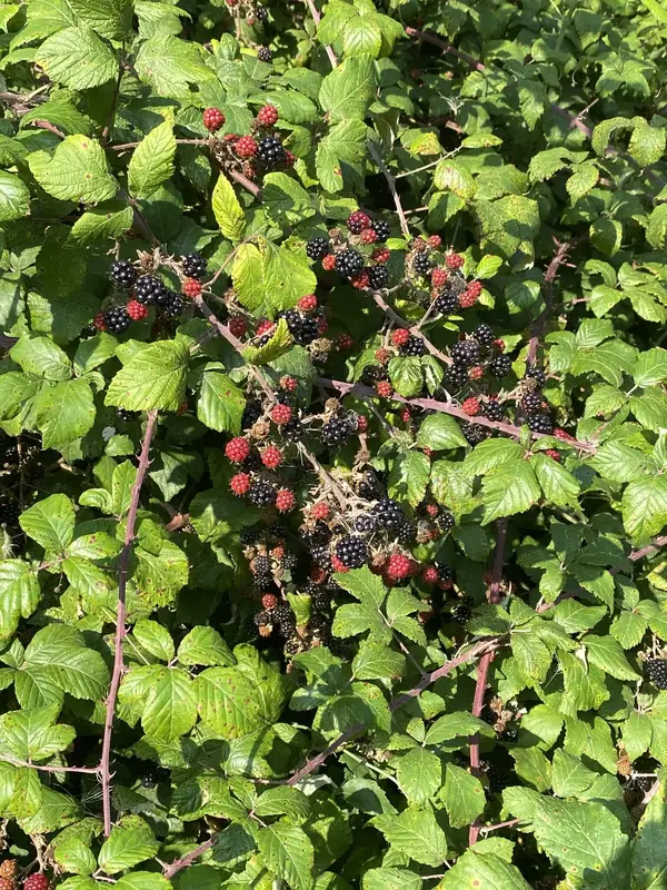 IMG_5009.jpeg
