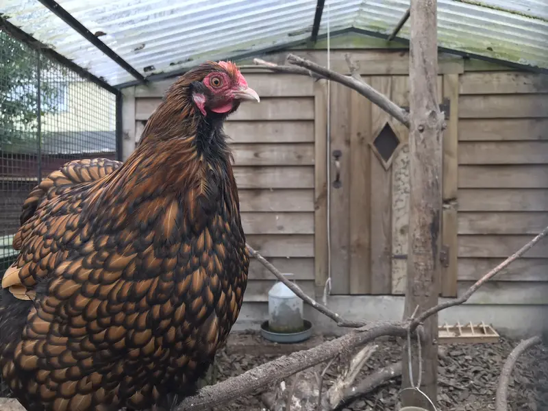 Chooky.webp