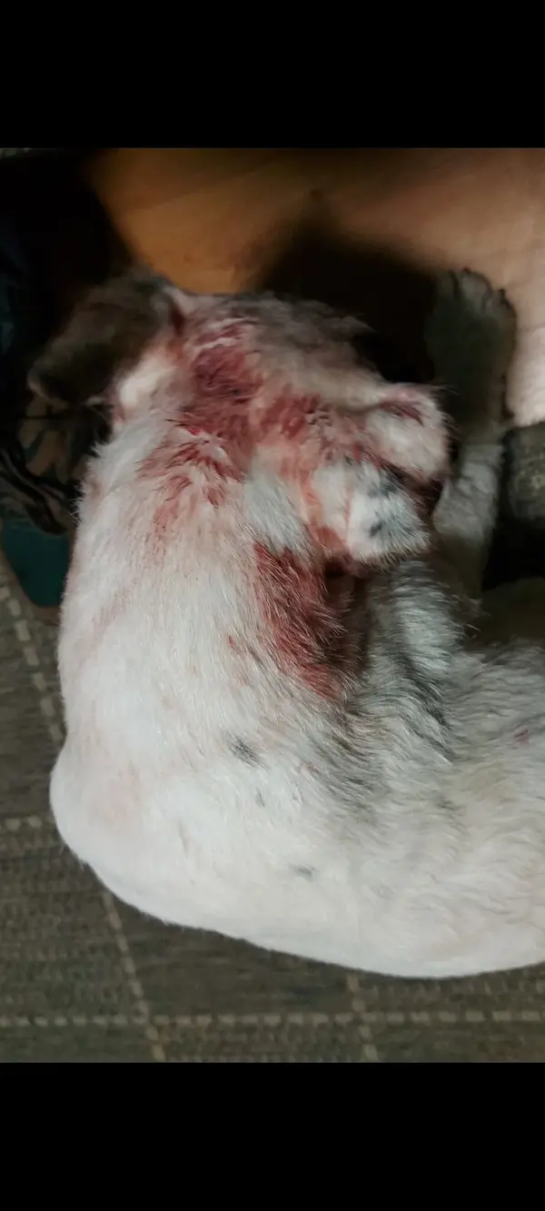 Screenshot_20241015_125338_Gallery.webp