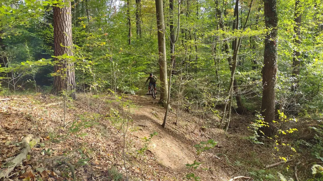 IMG_20241019_103219.webp