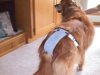 dog.webp