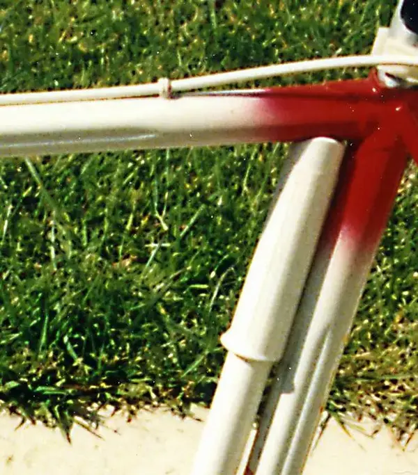 Olmo close up 1.webp