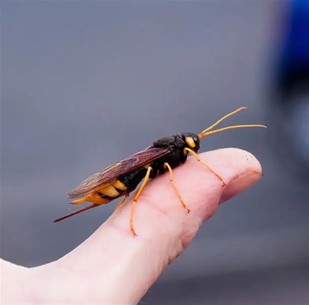 wood wasp (Large).webp