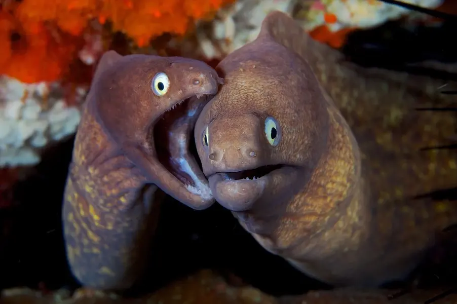 IYORBank_AnimalsontheReef_GregoryPiper_17_small.webp