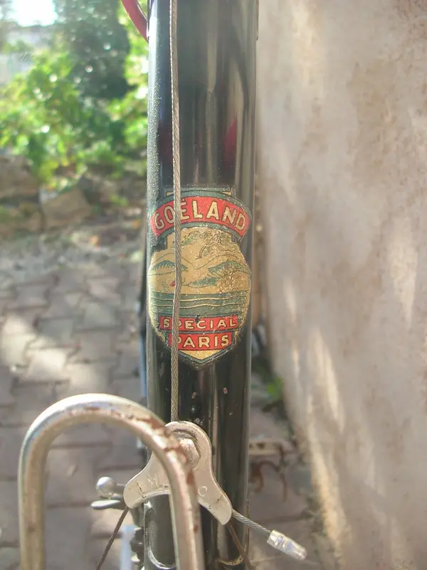 goeland3.webp