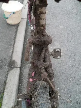 Mud3.webp