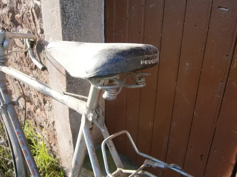pug sr10.webp