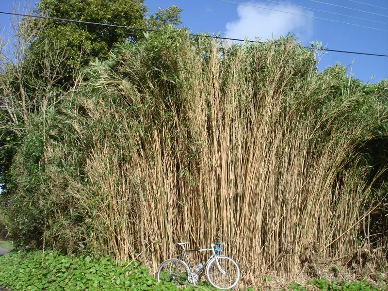 DSC01446.webp