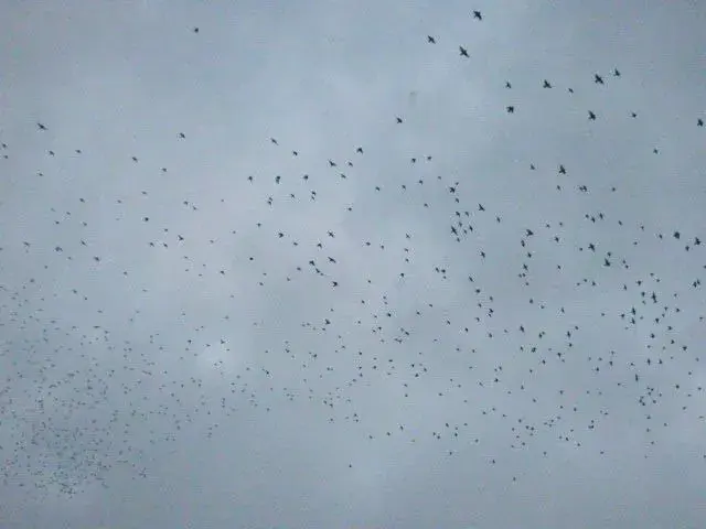 P1020867.webp