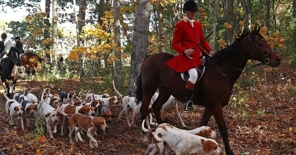 fox-hunting-0.webp