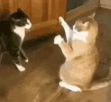 cats-funny-cat.webp