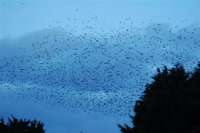 Starlings 014 (Small).webp