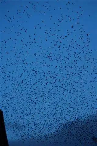 Starlings 016 (Small).webp