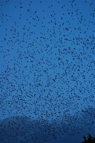 Starlings 017 (Small).webp