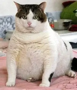 Fat Cat.webp