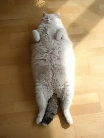 Fat-cat1.webp