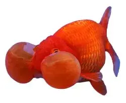 FishBreed_2_69_1.webp
