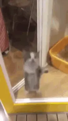cat-cat-jumping.webp