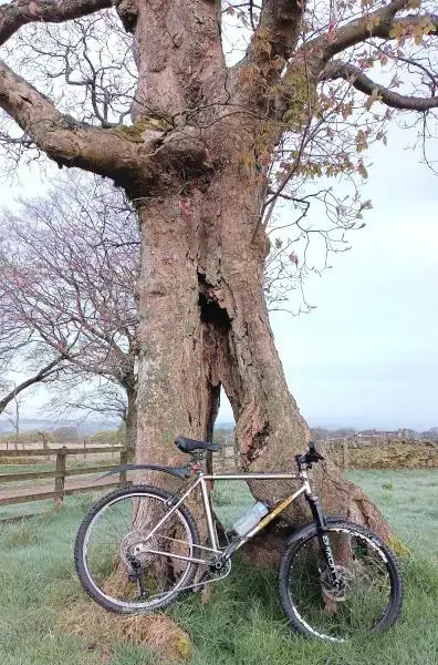 tree1.webp