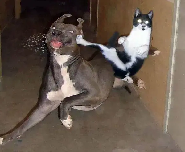 hond_en_kat_gevecht.webp