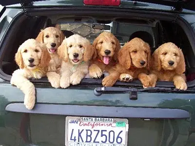 puppies.webp