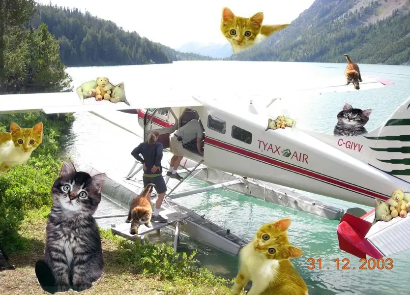 Tyax kittens1.webp