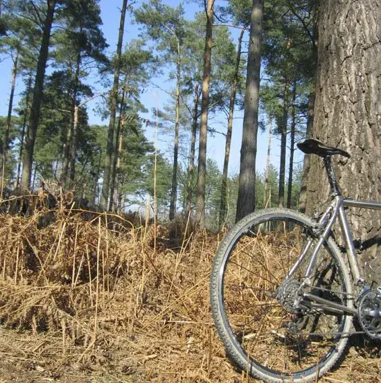 Woods.webp
