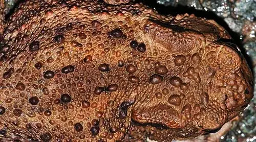 haut-detail.webp
