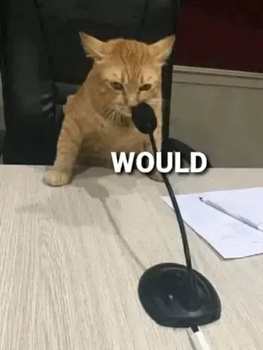would-cat.webp