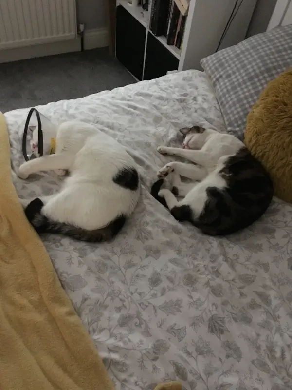 Cats.webp