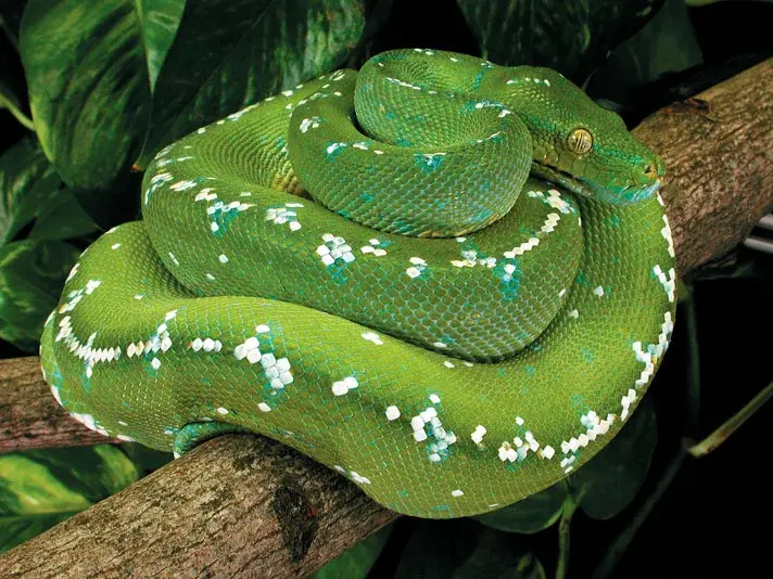 green-tree-python3-3149268910.webp