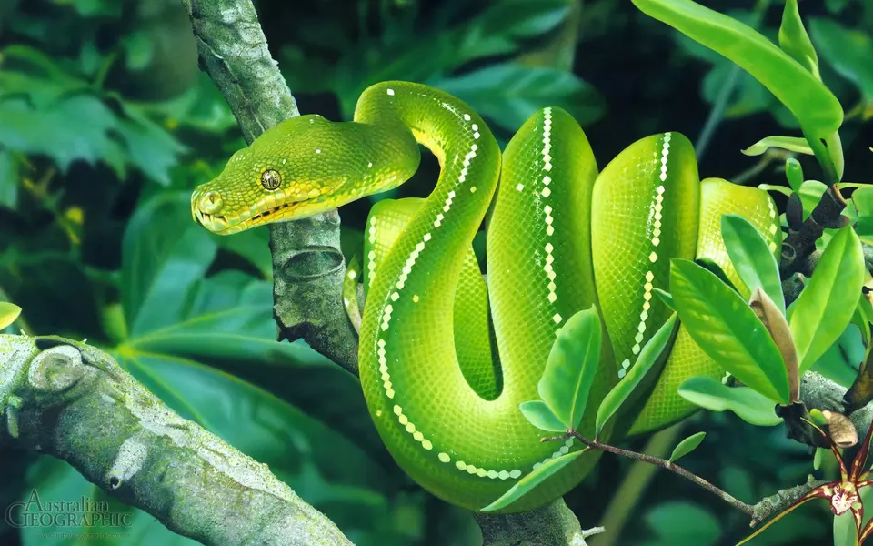 green-tree-snake-2512026351.webp