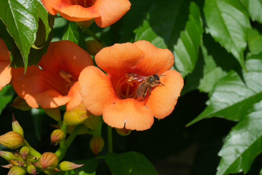 A7C01203.webp