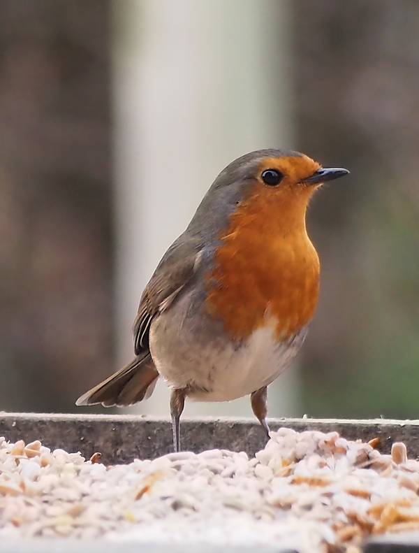robin mary.webp