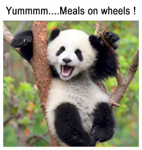 meals .webp