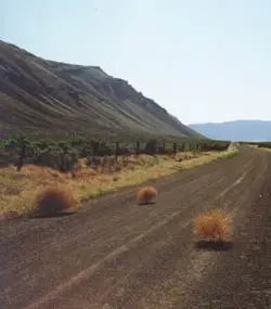 tumbleweeds.webp