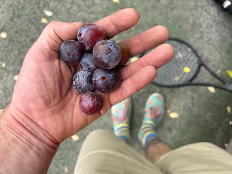 fullsizeoutput_4d72.webp