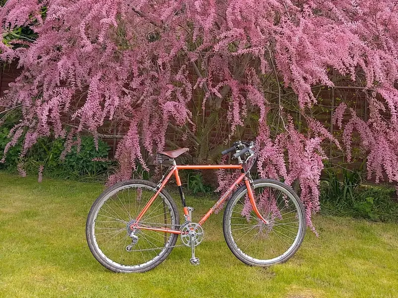 Holdsworth in the pink.webp