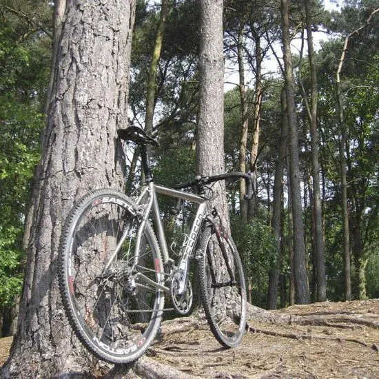 Woods1.webp