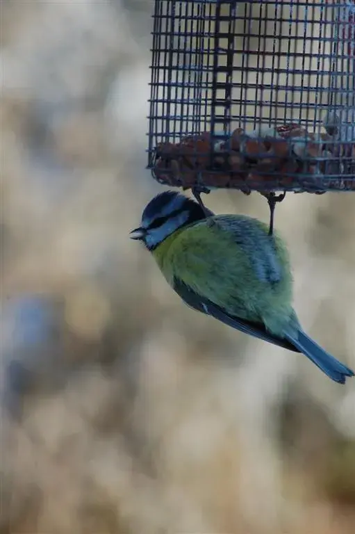 Ireland Birds 111 (Large).webp