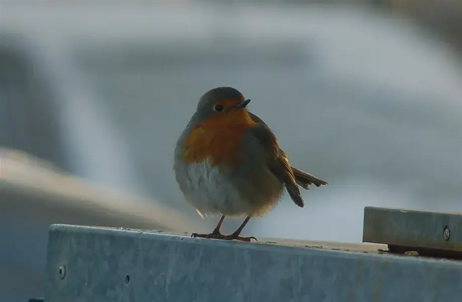 Ireland Birds 038 (Large).webp