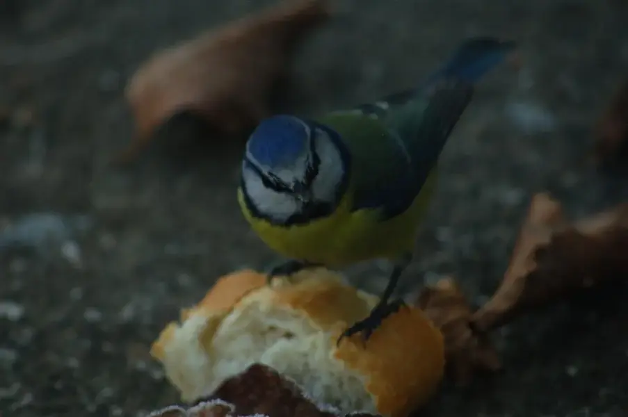 Ireland Birds 071 (Large).webp