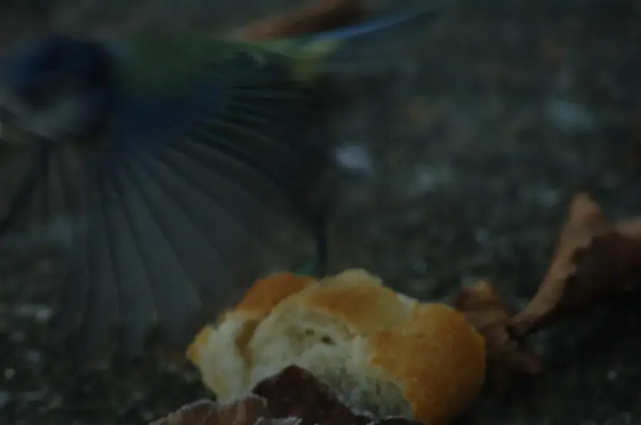 Ireland Birds 072 (Large).webp